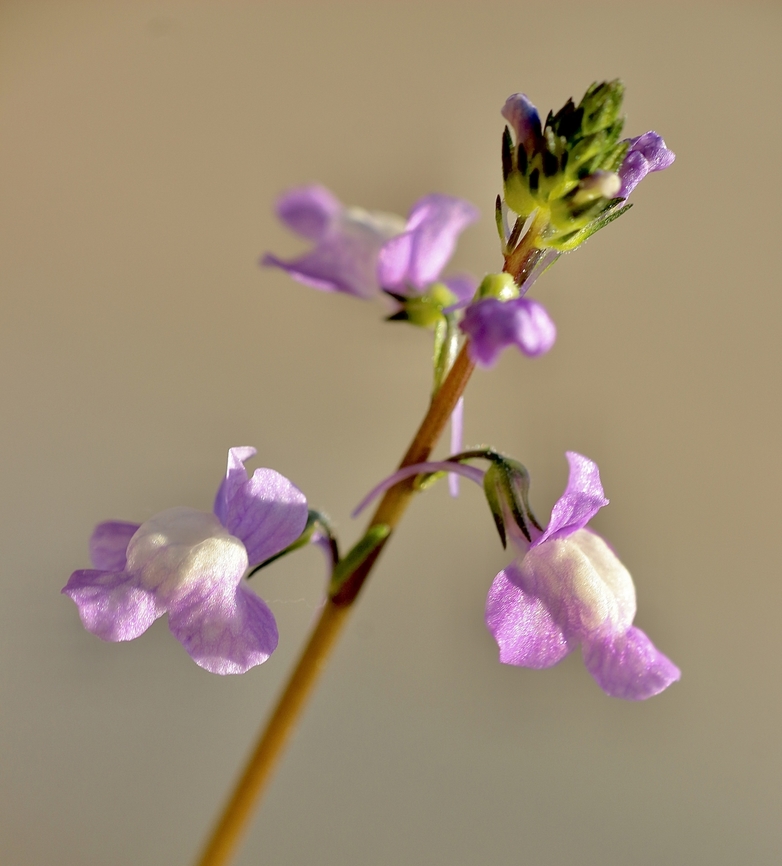Annual Toadflax - Linaria maroccana Introduced in America and other countries. Eamw flora,Geotagged,Linaria maroccana,Orlando,United States,Winter