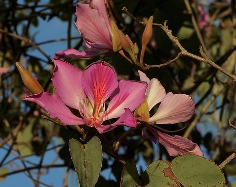 Orchid tree - Bauhinia variegata Introduced in Florida USA. Bauhinia variegata,Eamw flora,Geotagged,Orchid tree,Orlando,United States,Winter