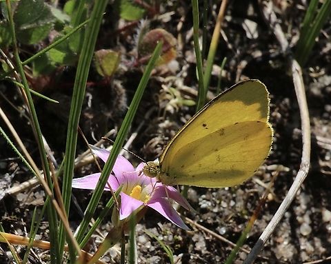 Broad-bordered Grass Yellow - Eurema brigitta  Australia,Broad-bordered Grass Yellow,Cox Scrub,Eamw butterflies,Eurema brigitta,Geotagged,Winter