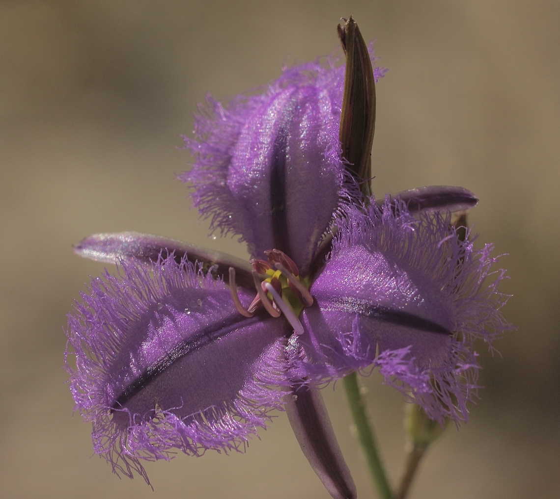 Common Fringe-Lily   Thysanotus tuberosus  Australia,Eamw flora,Fringe-lily,Geotagged,Newland head conservation park SA,Spring,Thysanotus tuberosus