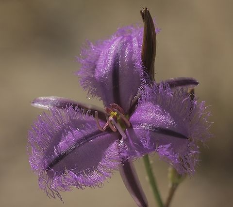 Common Fringe-Lily   Thysanotus tuberosus  Australia,Eamw flora,Fringe-lily,Geotagged,Newland head conservation park SA,Spring,Thysanotus tuberosus