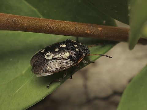 Pittosporum Bug - Pseudapines geminata  Australia,Eamw shield bugs,Encounter Bay SA,Geotagged,Pittosporum Bug,Pseudapines geminata,Spring