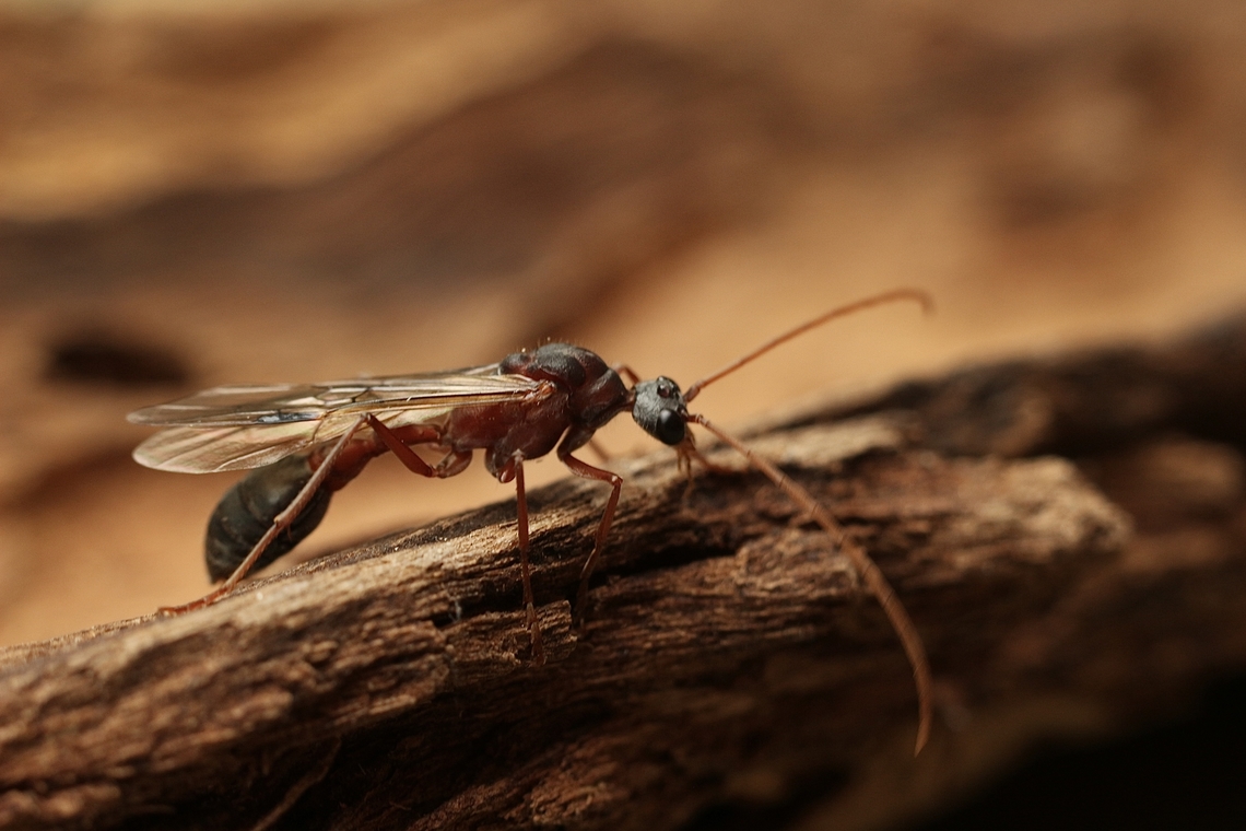 Bull Ant - Myrmecia forficata Winged specimen,attracted to UV light. Australia,Encounter Bay SA,Geotagged,Inchman,Myrmecia forficata,Summer,UVL,eamw ants