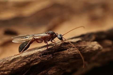 Bull Ant - Myrmecia forficata Winged specimen,attracted to UV light. Australia,Encounter Bay SA,Geotagged,Inchman,Myrmecia forficata,Summer,UVL,eamw ants