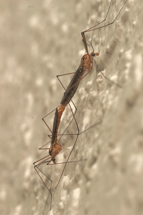 Tiger crane flies, genus Nephrotoma  Geotagged,Orlando,United States,Winter,eamw crane flies