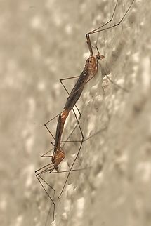 Tiger crane flies, genus Nephrotoma  Geotagged,Orlando,United States,Winter,eamw crane flies