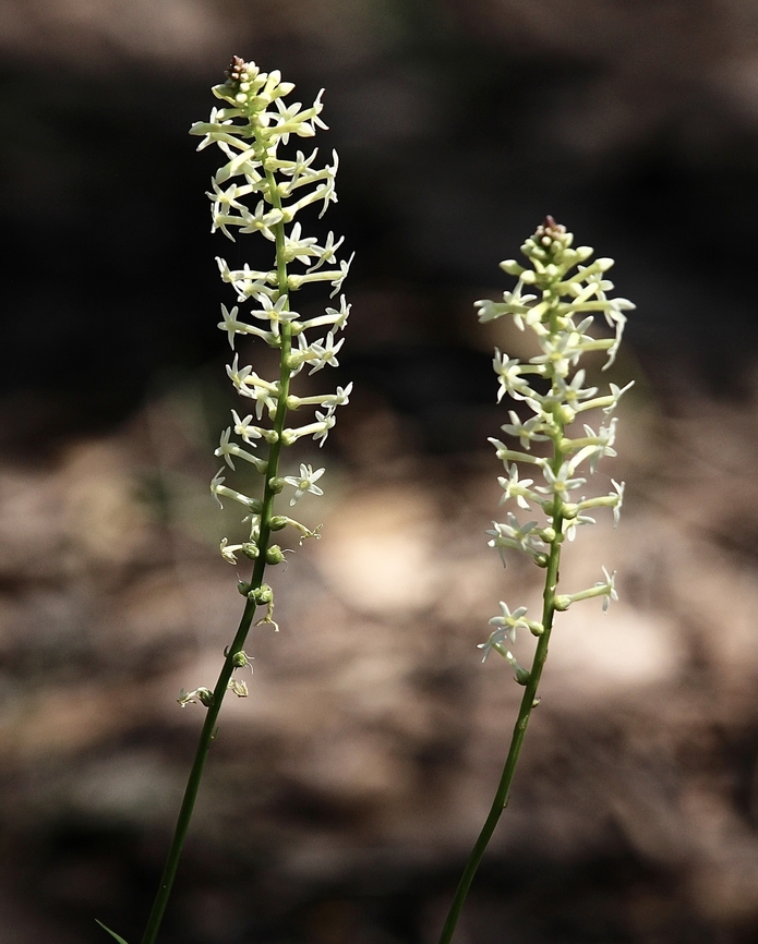 Creamy Candles - Stackhousia monogyna  Australia,Creamy stackhousia,Eamw flora,Geotagged,Myponga Conservation Park South Australia,Spring,Stackhousia monogyna