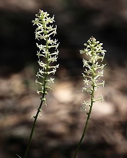 Creamy Candles - Stackhousia monogyna  Australia,Creamy stackhousia,Eamw flora,Geotagged,Myponga Conservation Park South Australia,Spring,Stackhousia monogyna