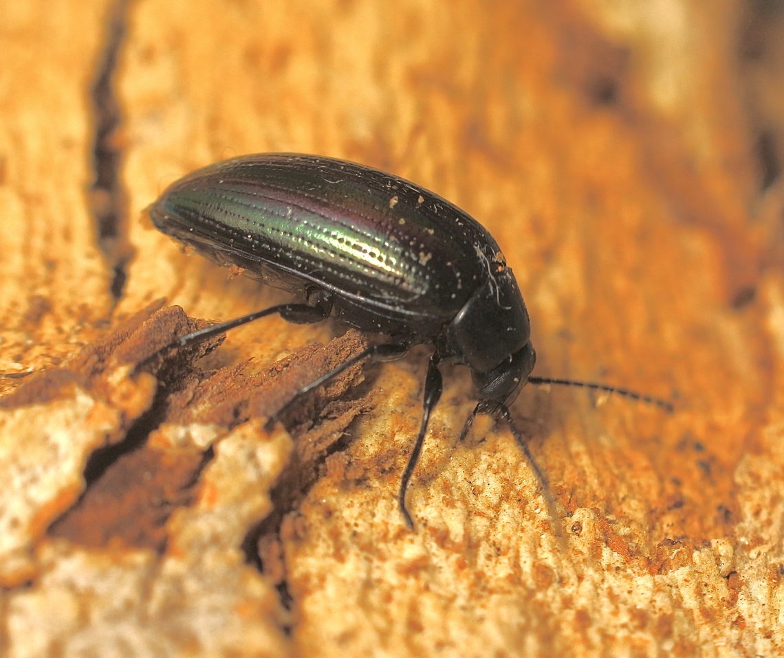 Chalcopteroides columbinus Attracted to UV light. Australia,Chalcopteroides columbinus,Eamw beetles,Encounter Bay SA,Geotagged,Summer,UVL