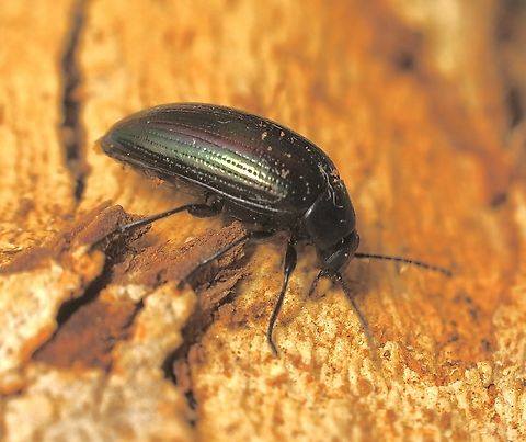Chalcopteroides columbinus Attracted to UV light. Australia,Chalcopteroides columbinus,Eamw beetles,Encounter Bay SA,Geotagged,Summer,UVL