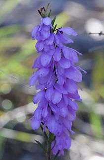 Hairy Pink-Bells - Tetratheca pilosa  Australia,Eamw flora,Geotagged,Hairy Pink-Bells,Myponga Conservation Park South Australia,Spring,Tetratheca pilosa