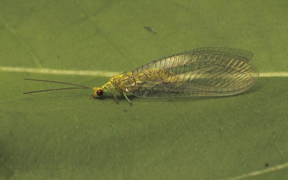 Lacewing - Italochrysa insignis Attracted to UV light.. Australia,Eamw lacewings,Encounter Bay SA,Geotagged,Italochrysa insignis,Spring,UVL