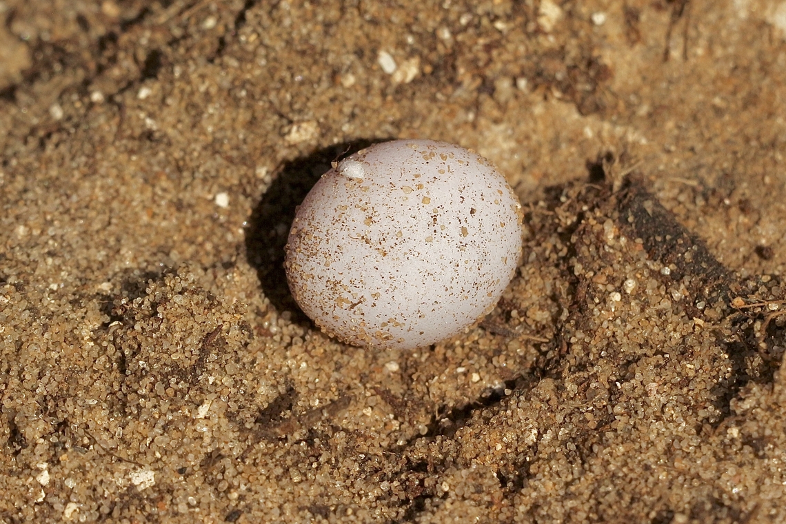 Unidentified reptilian egg Mostlikely from a dragon lizard, found under a rock. Eamw dragon lizards,Newland head conservation park SA,Reptiles,Spring