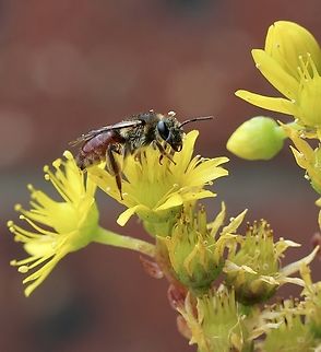 Sweet bee - genus Lasioglossum  Australia,Eamw bees,Geotagged,Myponga Conservation Park South Australia,Spring