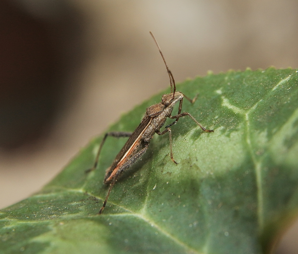 Bean Bug - Melanacanthus margineguttatus Found in garden. Australia,Bean bugs,Eamw bugs,Encounter Bay SA,Fall,Melanacanthus margineguttatus