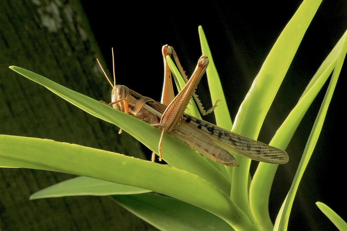 Spur-throated Locust - Austracris guttulosa Attracted to UV light ,late at night. Austracris guttulosa,Australia,Eamw grasshoppers,Encounter Bay SA,Fall,Spur-throated locust,UVL