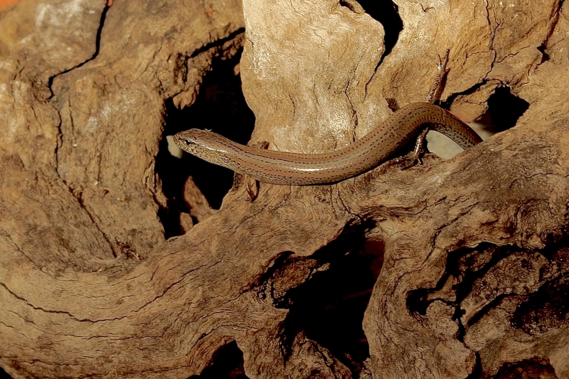 Lowlands Earless Skink - Hemiergis peronii Found under flower pot in garden. Eamw skinks,Encounter Bay SA,Four-toed earless skink,Geotagged,Hemiergis peronii