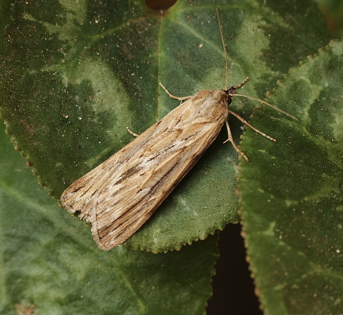 Brown Pasture Looper - Ciampa arietaria  Australia,Brown Pasture Looper,Ciampa arietaria,Eamw moth,Encounter Bay SA,Fall,Geotagged,UVL