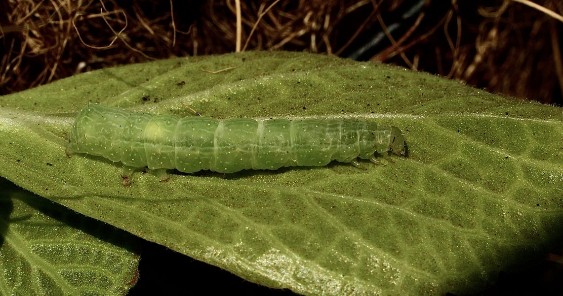 Green Garden Looper - Chrysodeixis eriosoma Feeding on Lobster Flower- Coleus neochilus Chrysodeixis eriosoma,Eamw caterpillars,Eamw moth,Encounter Bay SA,Green Garden Looper