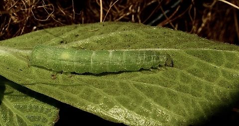 Green Garden Looper - Chrysodeixis eriosoma Feeding on Lobster Flower- Coleus neochilus Chrysodeixis eriosoma,Eamw caterpillars,Eamw moth,Encounter Bay SA,Green Garden Looper