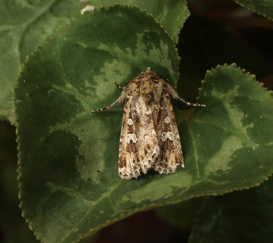 Noctuid moth - Ectopatria aspera Attracted to UV light. Australia,Eamw moth,Ectopatria aspera,Encounter Bay SA,Fall,Geotagged,UVL