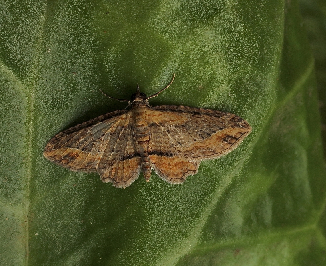 Cherry Looper - Chloroclystis approximata Attracted to UV light. Australia,Chloroclystis approximata,Eamw moth,Encounter Bay SA,Fall,Geotagged,UVL