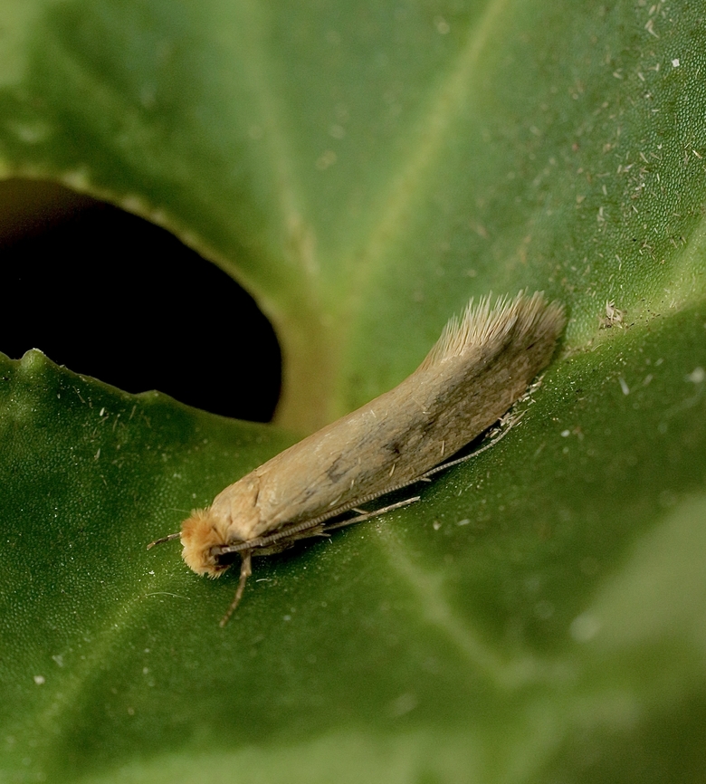 Case-bearing clothes moth - TINEA pellionella Attracted to UV light. Australia,Case-bearing clothes moth,Eamw moth,Encounter Bay SA,Fall,Geotagged,Tinea pellionella,UVL