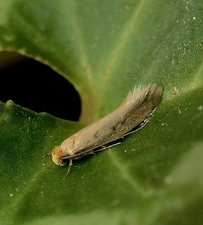 Case-bearing clothes moth - TINEA pellionella Attracted to UV light. Australia,Case-bearing clothes moth,Eamw moth,Encounter Bay SA,Fall,Geotagged,Tinea pellionella,UVL