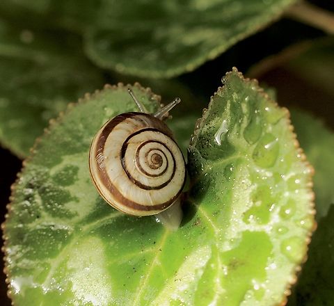 Vineyard snail - Cernuella virgata  Australia,Cernuella virgata,Eamw snails,Encounter Bay SA,Fall,Geotagged