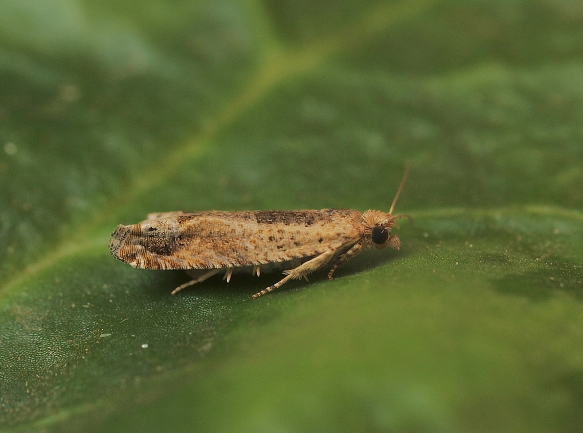 Cotton Tipworm Moth - Crocidosema plebejana Attracted to UV light. Cotton tipworm,Crocidosema plebejana,Eamw moth,Encounter Bay SA,UVL