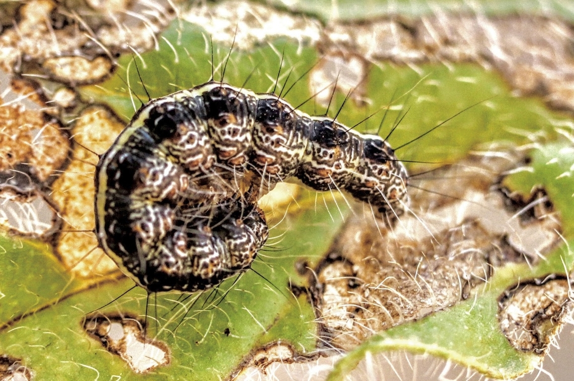 Heliotrope Moth caterpillar - Utetheisa pulchelloides Not the best image ,but the only one I have. I find the moth very regular but not the caterpillar. <br />
Identification through I Naturalist. Eamw caterpillars,Eamw moth,Heliotrope moth,Quorn SA,Utetheisa pulchelloides