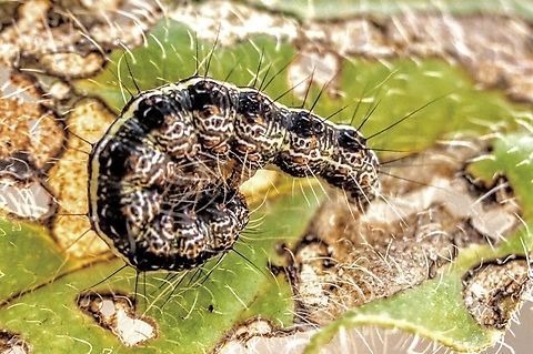Heliotrope Moth caterpillar - Utetheisa pulchelloides Not the best image ,but the only one I have. I find the moth very regular but not the caterpillar. 
Identification through I Naturalist. Eamw caterpillars,Eamw moth,Heliotrope moth,Quorn SA,Utetheisa pulchelloides