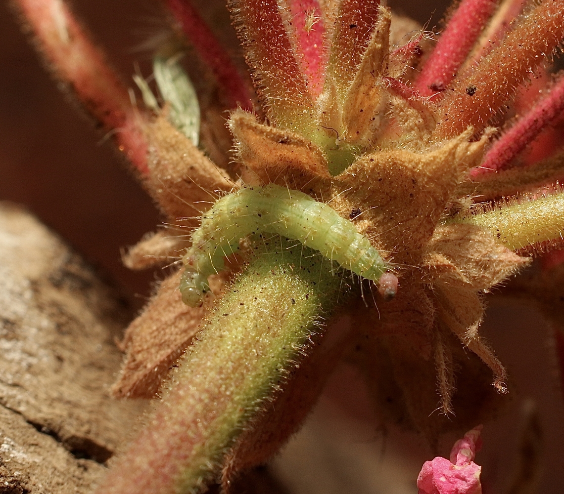 Caterpilar of Fire-flag Plume Moth  - Sphenarches anisodactylus Feeding on Geranium plant Eamw caterpillars,Eamw moth,Encounter Bay SA,Fire-flag Plume Moth,Geotagged,Sphenarches anisodactylus