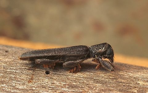 Spiny Clerid Beetle - Eunatalis spinicornis Attracted to UV light. Australia,Eamw beetles,Encounter Bay SA,Eunatalis spinicornis,Fall,Geotagged,UVL