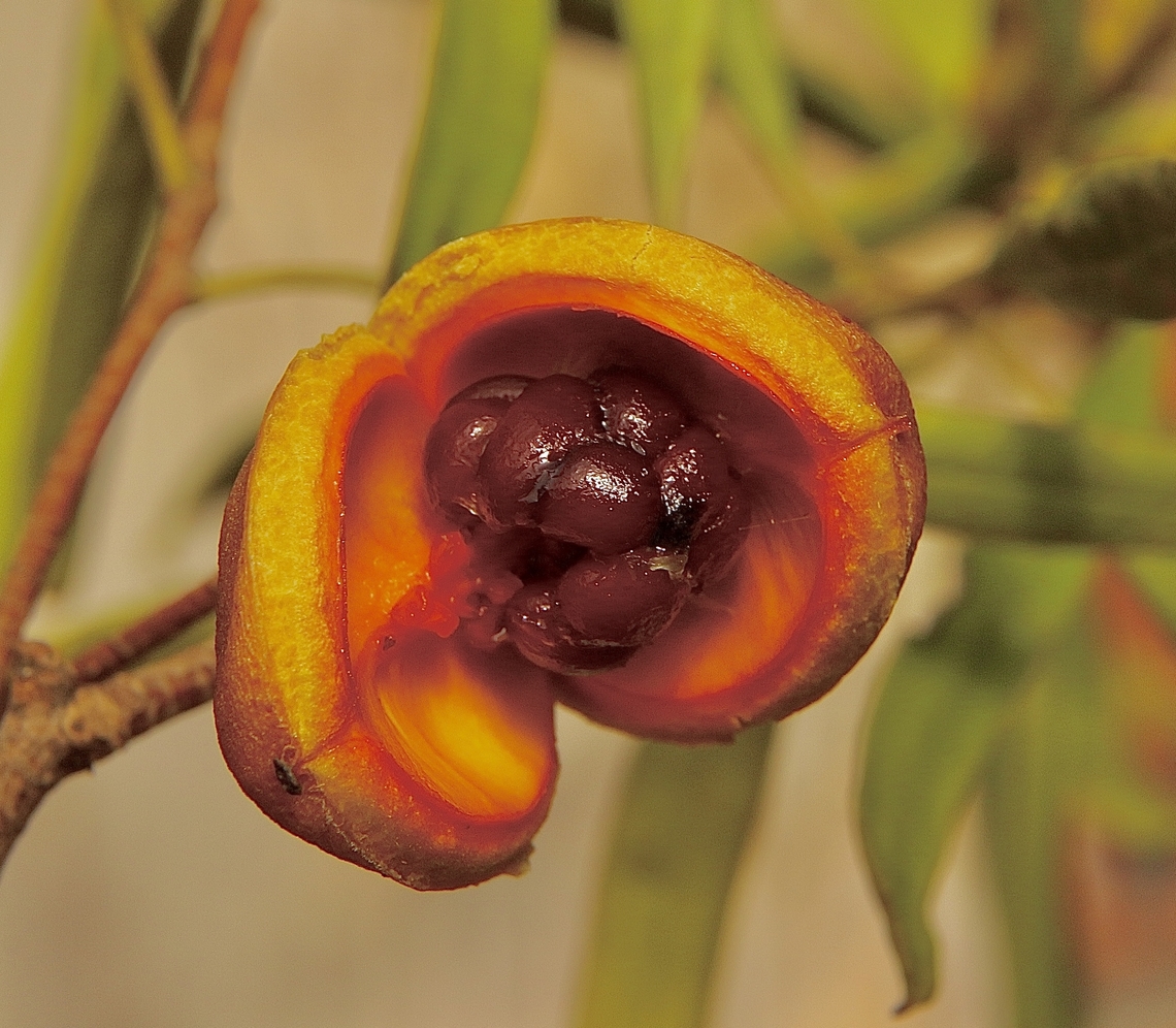 Weeping Pittosporum- Pittosporum angustifolium Naturally opened seed capsule,exposing seeds. Australia,Eamw flora,Fall,Geotagged,Myponga beach,Pittosporum angustifolium,Weeping Pittosporum
