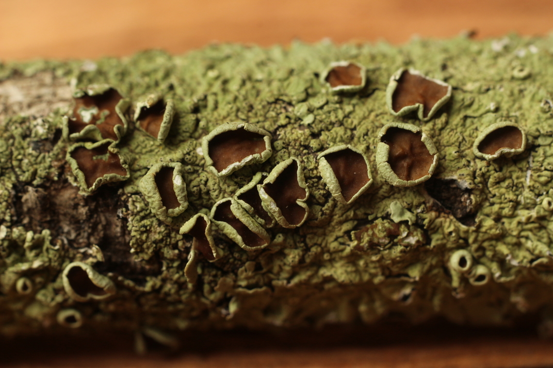 Greenshield Lichens - Flavoparmelia rutidota Found on dead tree branches. Australia,Eamw lichen,Encounter Bay SA,Fall,Flavoparmelia rutidota,Geotagged