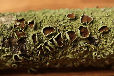 Greenshield Lichens - Flavoparmelia rutidota Found on dead tree branches. Australia,Eamw lichen,Encounter Bay SA,Fall,Flavoparmelia rutidota,Geotagged