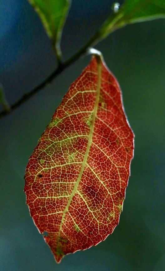 Common Elaeocarpus Elaeocarpus decipiens  Australia,Eamw flora,Elaeocarpus decipiens,Fall,Geotagged,North Nowra Nsw