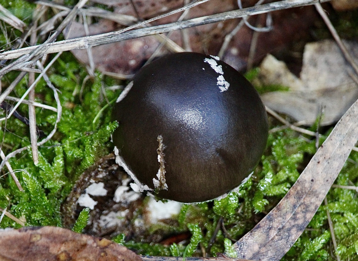 Miller's Slender Amanita - Amanita brunneibulbosa  Amanita brunneibulbosa,Australia,Eamw fungi,Fall,Geotagged,Mount Billy Conservation Park