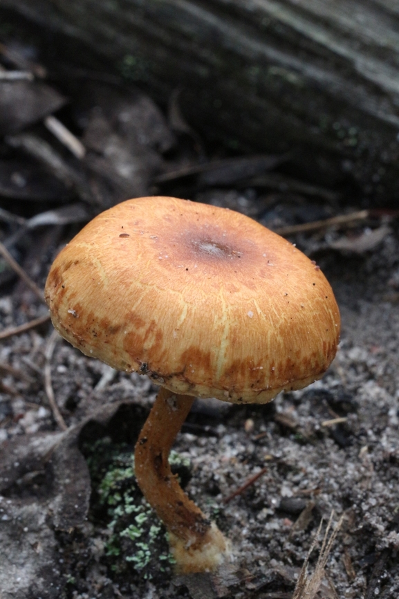 Mushroom - Pholiota highlandensis  Australia,Bonfire Scalycap,Eamw fungi,Fall,Geotagged,Goon Nure VIC,Pholiota highlandensis