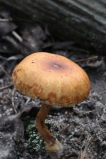Mushroom - Pholiota highlandensis  Australia,Bonfire Scalycap,Eamw fungi,Fall,Geotagged,Goon Nure VIC,Pholiota highlandensis