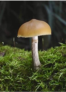 Genus - Galerina  Australia,Eamw fungi,Fall,Geotagged,Goon Nure VIC