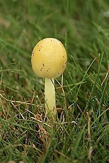 Yellow Fieldcap - Bolbitius titubans  Australia,Bolbitius titubans,Eamw fungi,Geotagged,Gnarwarre,Winter,Yellow Fieldcap