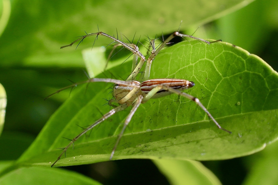 Lean lynx spider - Oxyopes macilentus  Australia,Eamw spiders,Geotagged,Karana Downs Qld,Lean lynx spider,Oxyopes macilentus,Summer