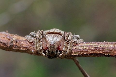 Wrap Around Spider - Genus Dolophones  Australia,Eamw spiders,Geotagged,Karana Downs Qld,Spring