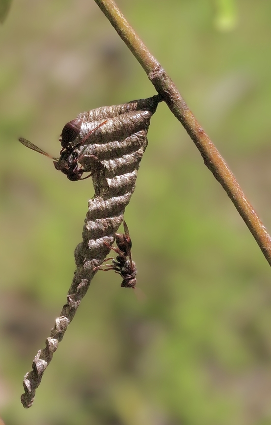 Small brown paper wasp - Ropalidia revolutionalis  Australia,Eamw wasps,Geotagged,Karana Downs Qld,Ropalidia revolutionalis,Small brown paper wasp,Spring