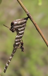 Small brown paper wasp - Ropalidia revolutionalis  Australia,Eamw wasps,Geotagged,Karana Downs Qld,Ropalidia revolutionalis,Small brown paper wasp,Spring