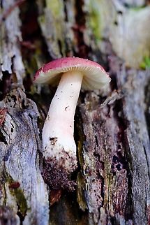 Genus Russula Arranged on a piece of bark for a photograph  Australia,Eamw fungi,Fall,Geotagged,Goon Nure VIC