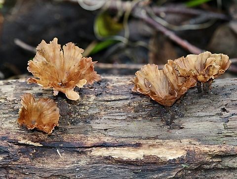 Wine glass fungus - Podoscypha petalodes  Australia,Bairnsdale Vic,Eamw fungi,Geotagged,Podoscypha petalodes,Wine glass fungus,Winter