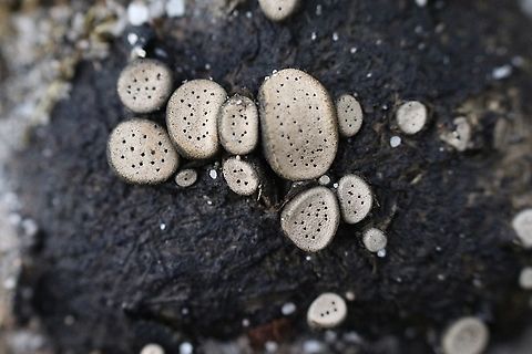 Dung loving fungus - Genus Poronia Growing on wombat dung pellets. Australia,Fall,Geotagged
